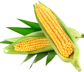 corn image